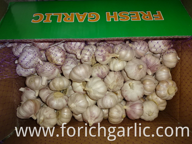 High Quality Fresh Garlic 5 0cm